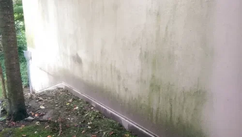 schimmer reinigung